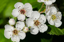 Слика од Crataegus viridis L.