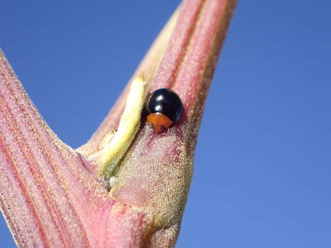 Image de Exochomus nigripennis