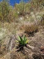 Image of Agave ghiesbreghtii Verschaff.