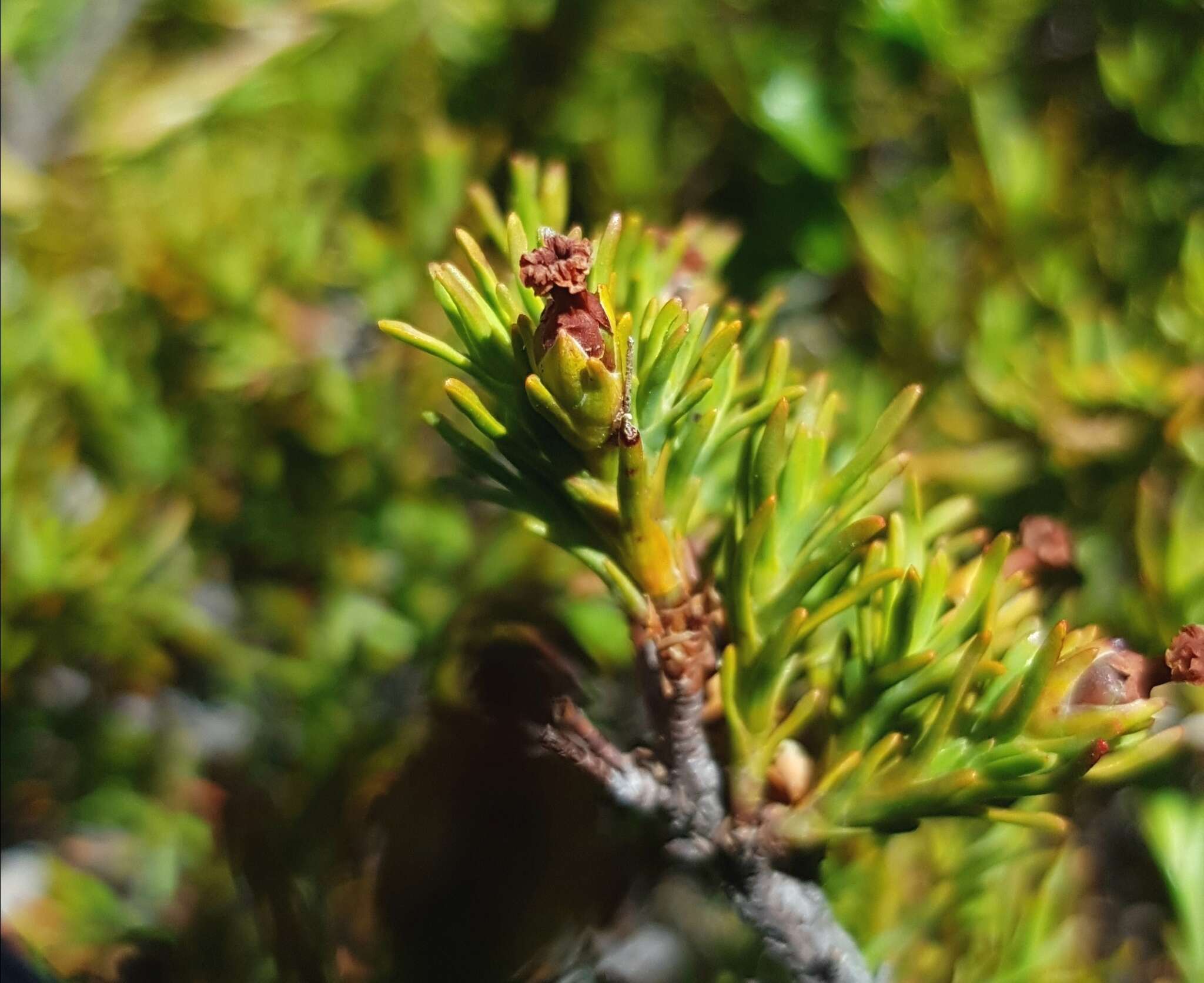 Image of Dracophyllum pronum W. R. B. Oliver