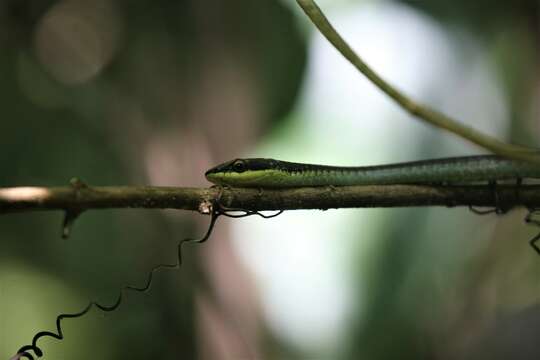 صورة Dendrelaphis calligaster (Günther 1867)