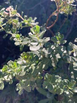 Imagem de Baccharis cultrata Baker