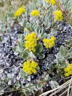 Imagem de Eriogonum flavum Nutt.