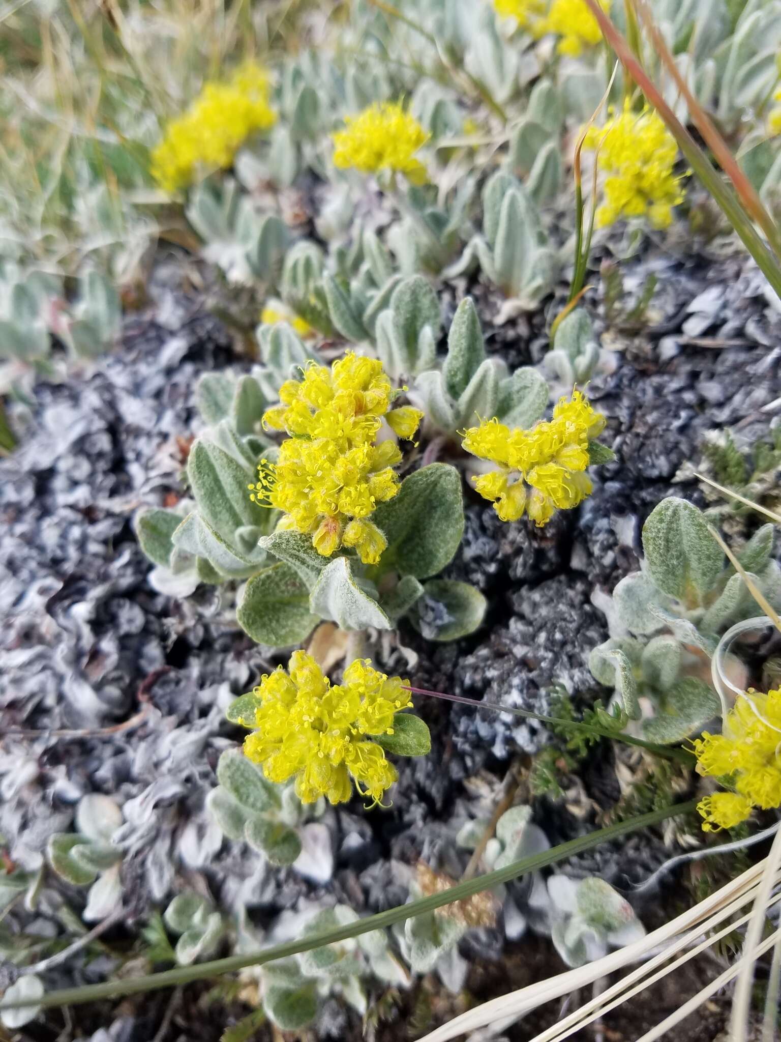 Imagem de Eriogonum flavum Nutt.