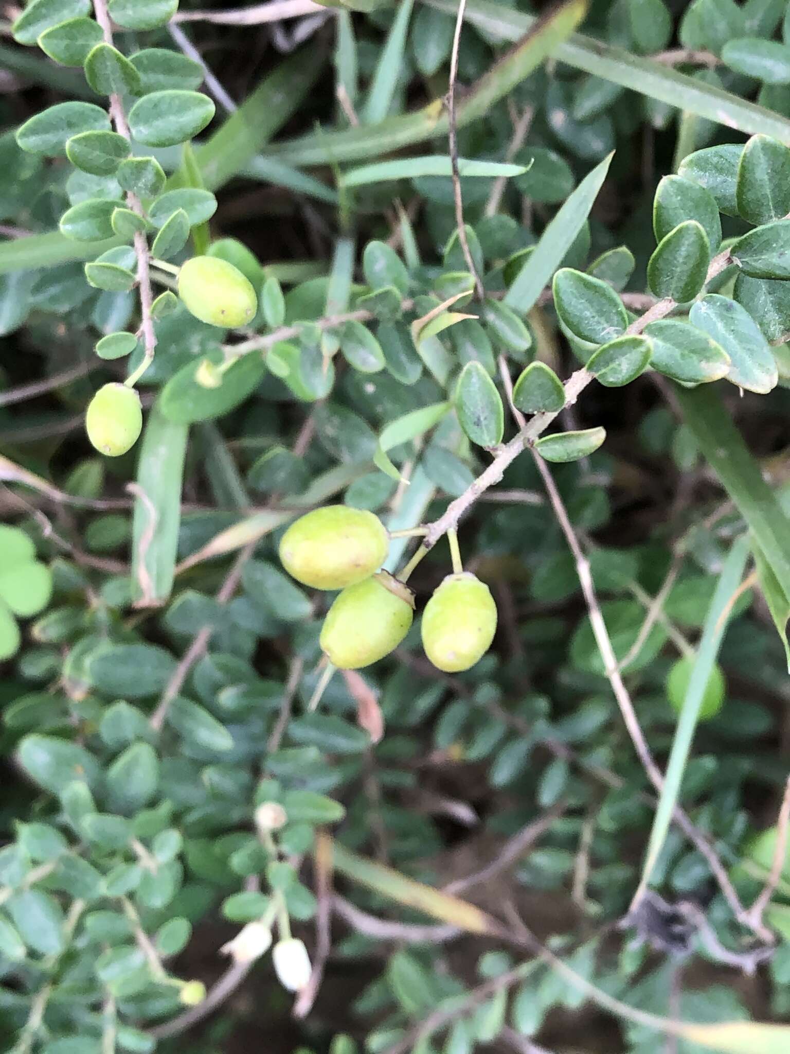 Image of Berchemia lineata (L.) DC.