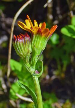 Image of Saffron Groundsel