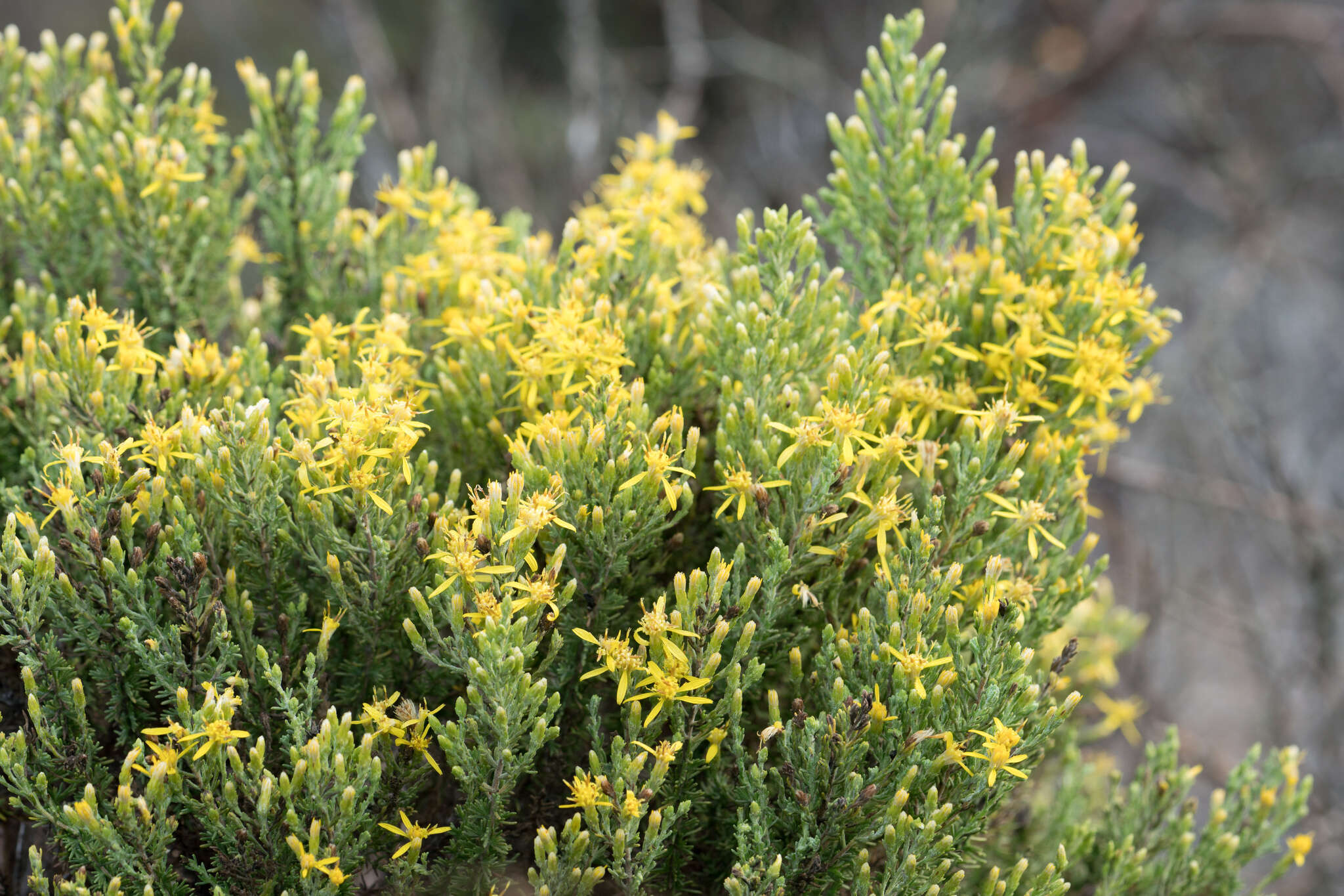 Image of California goldenbush