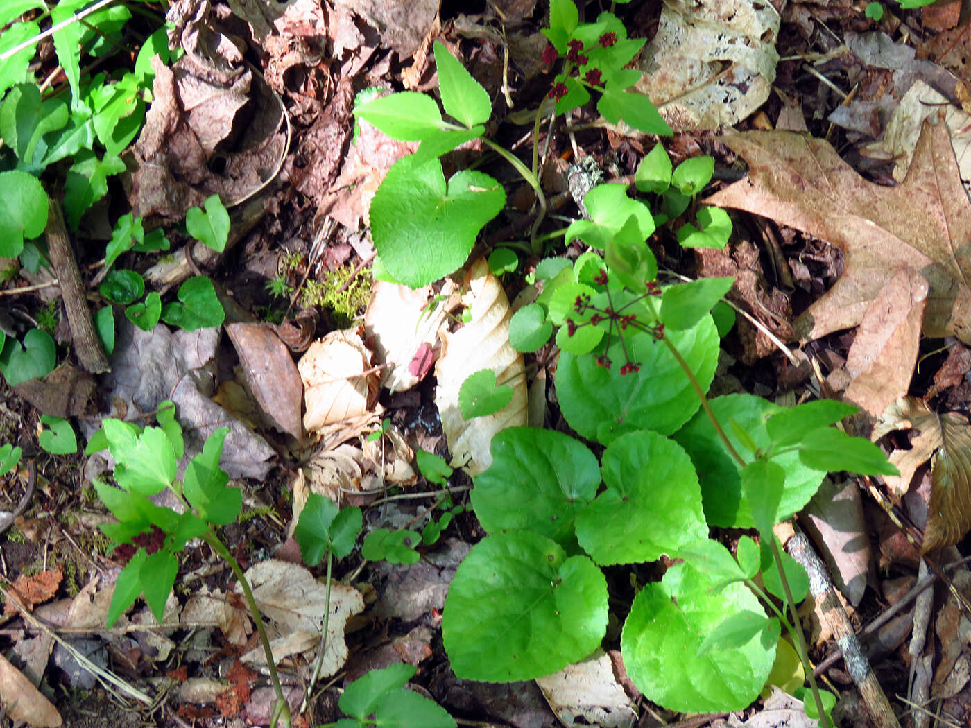 Imagem de Thaspium trifoliatum var. trifoliatum