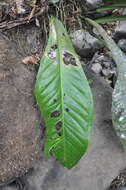 Image of Anthurium hacumense Engl.