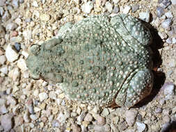 صورة Anaxyrus speciosus (Girard 1854)