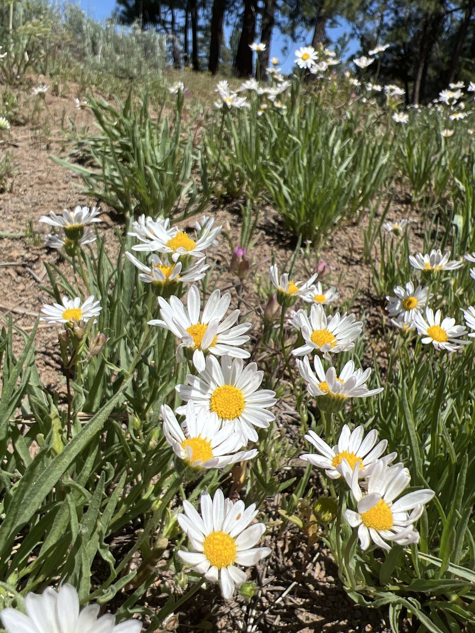 Image de Erigeron eatonii var. plantagineus (Greene) Cronq.