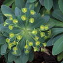 Euphorbia atropurpurea f. lutea A. Santos resmi