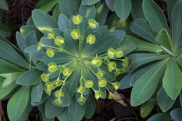 Euphorbia atropurpurea f. lutea A. Santos resmi