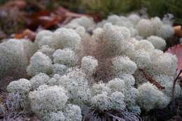 Image of star reindeer lichen