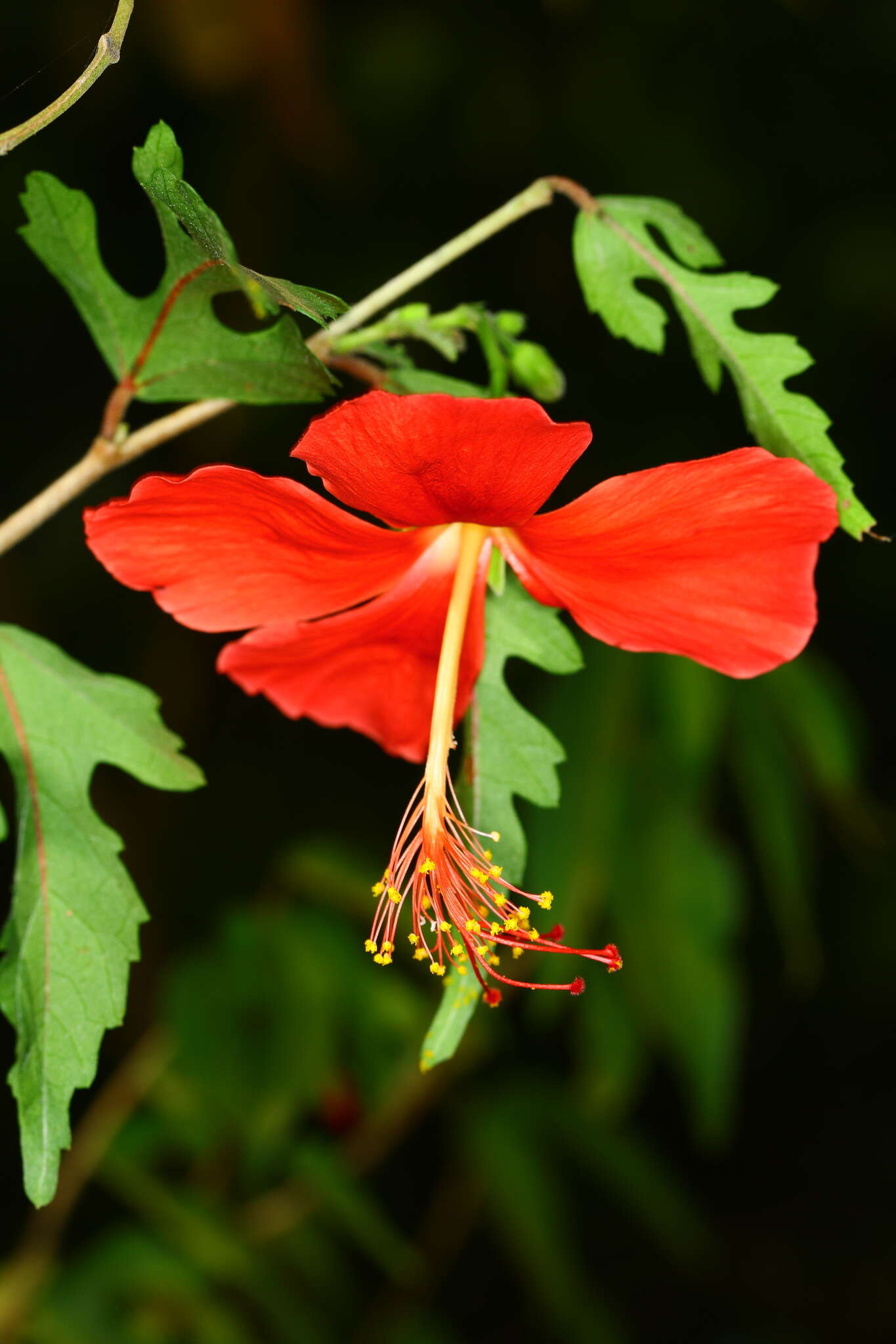 Sivun Hibiscus grandidieri Baill. kuva