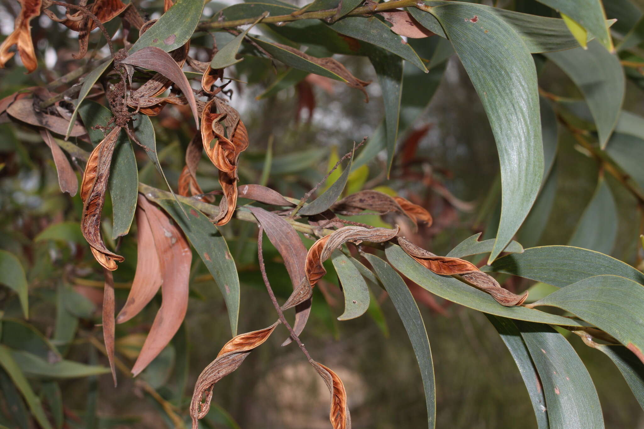 Sivun Acacia aulacocarpa A. Cunn. ex Benth. kuva