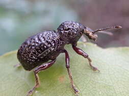 Image of Zymaus angustus Lea 1910