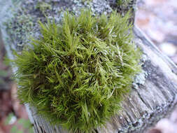 Image of Howell's dicranum moss