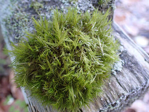 Image of Howell's dicranum moss