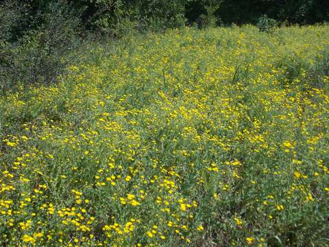 Image of Heterotheca subaxillaris subsp. latifolia (Buckley) Semple