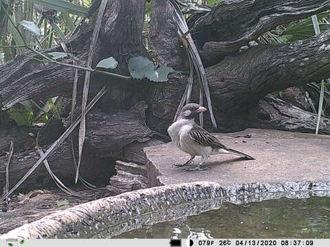 Image of Greater Honeyguide