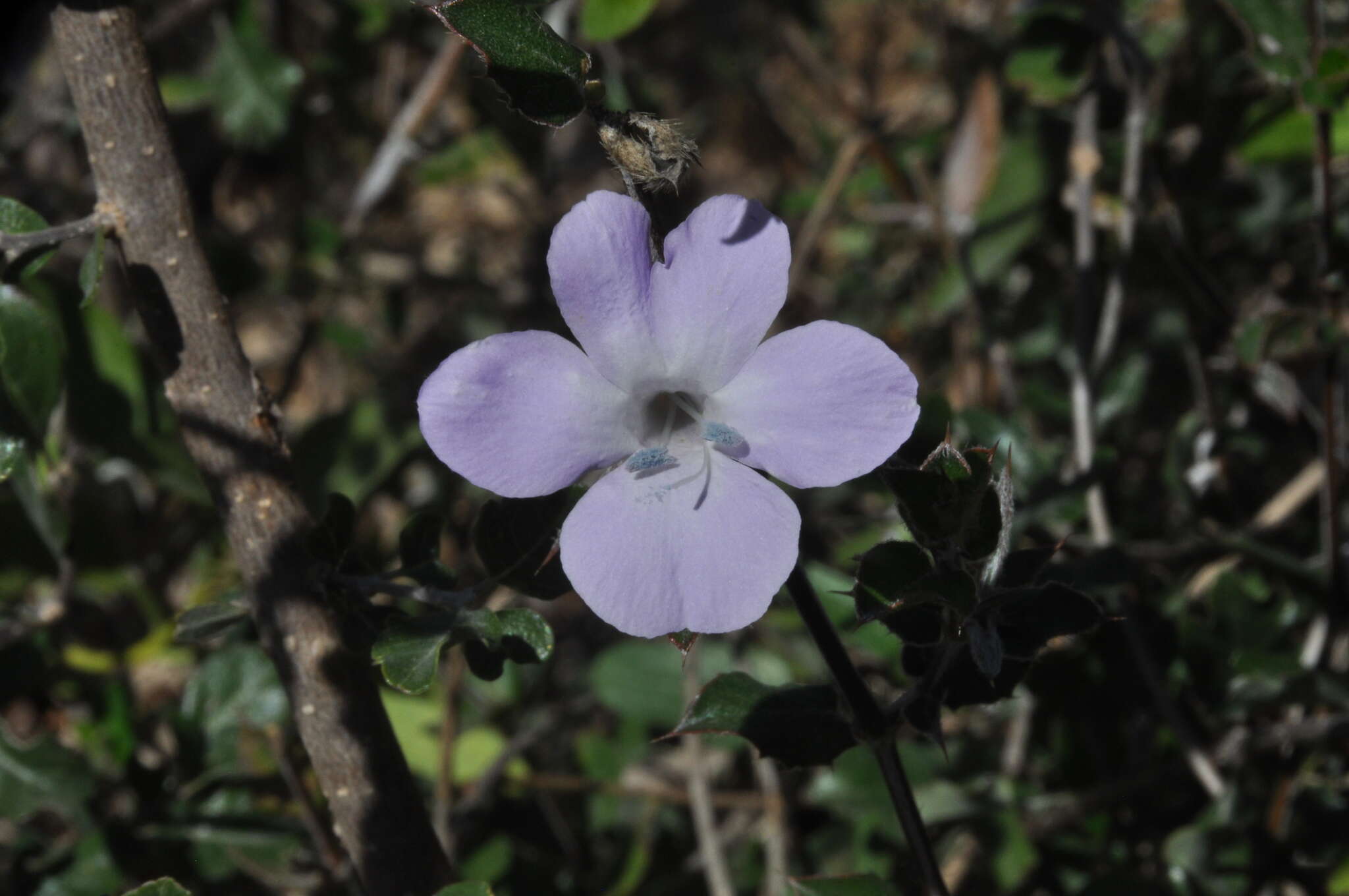 Plancia ëd Barleria humbertii Benoist