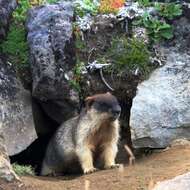 Image of Black-capped Marmot