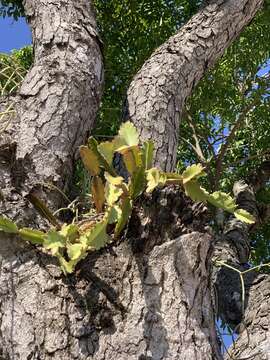 Image of Rhipsalis russellii Britton & Rose