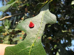 Image of Red Cone Gall Wasp