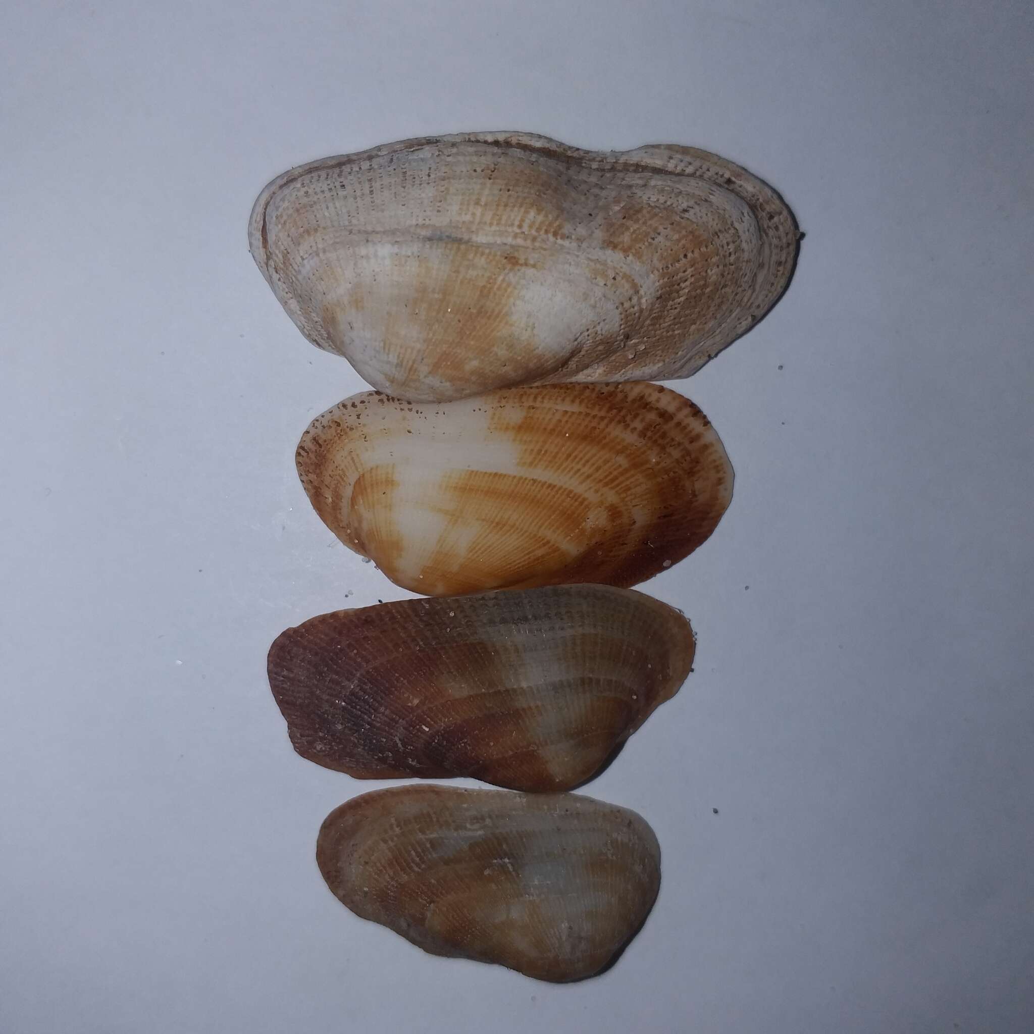 Image of bearded ark shell