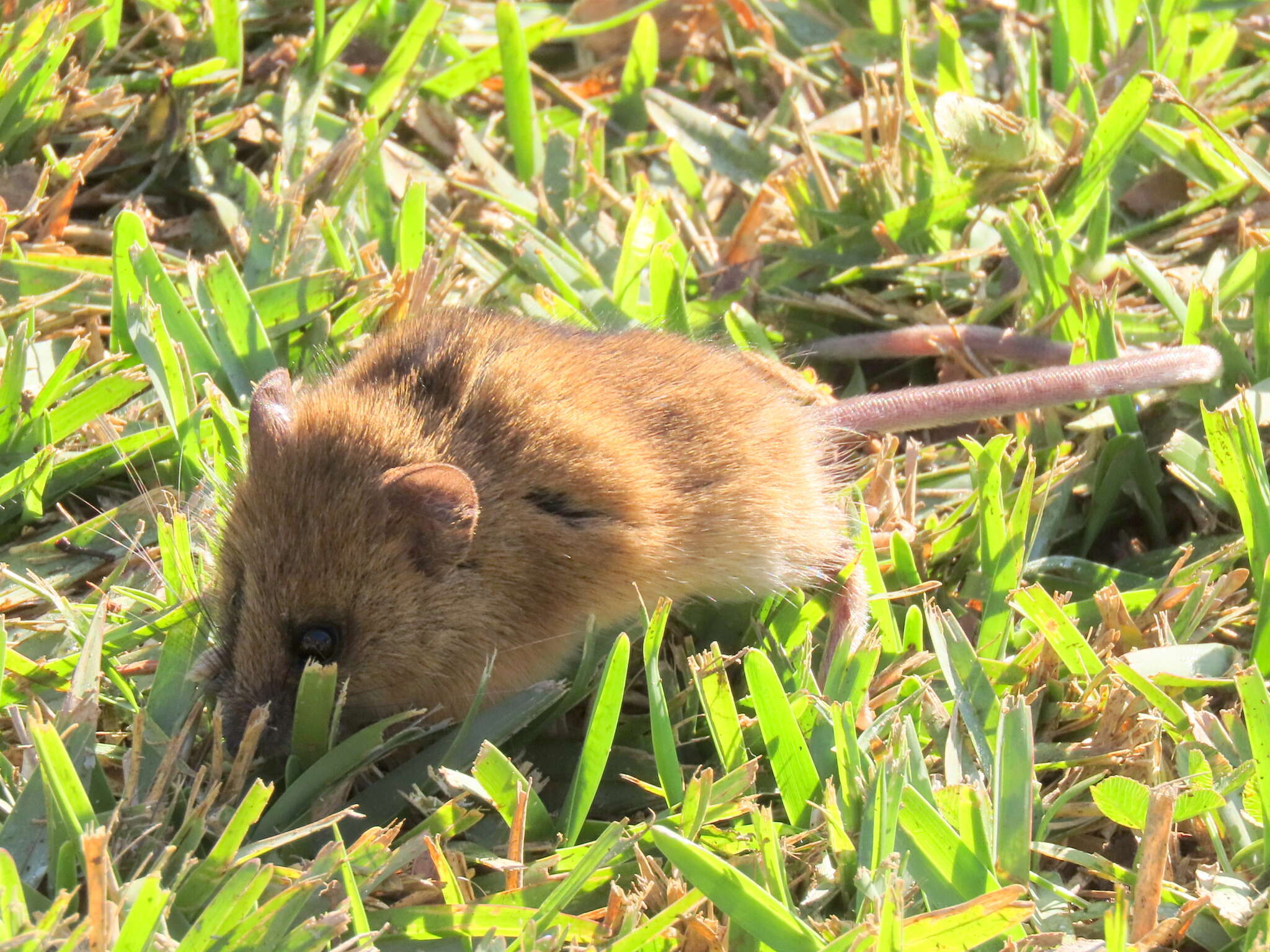 Image of Brants's African Climbing Mouse -- Brant's Climbing Mouse