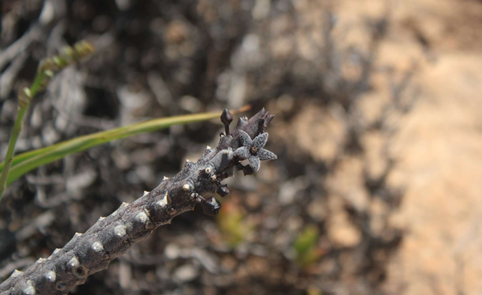 Ceropegia pruinosa (Masson) Bruyns的圖片