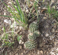 Image of Echinocereus reichenbachii var. perbellus (Britton & Rose) L. D. Benson