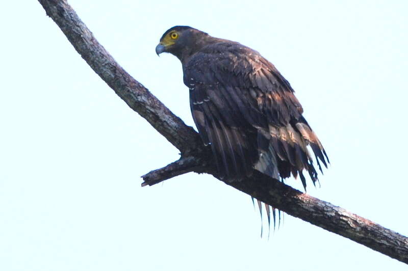 Image of Spilornis cheela malayensis Swann 1920