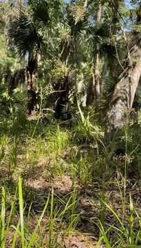 Image of Millet Beak Sedge