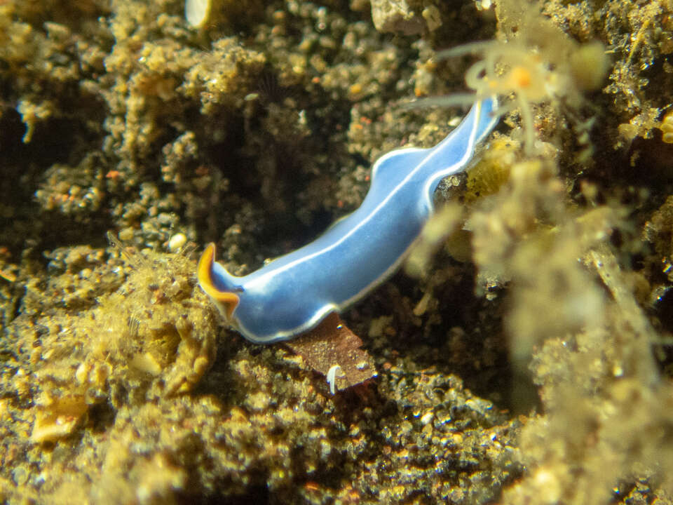 Image of Cycloporus venetus Newman & Cannon 2002