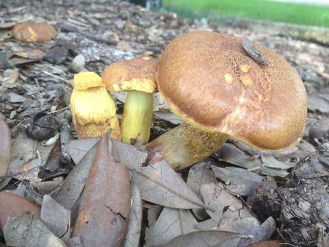 Sivun Boletus luridellus (Murrill) Murrill 1938 kuva