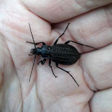 Image of Granulated Carabid