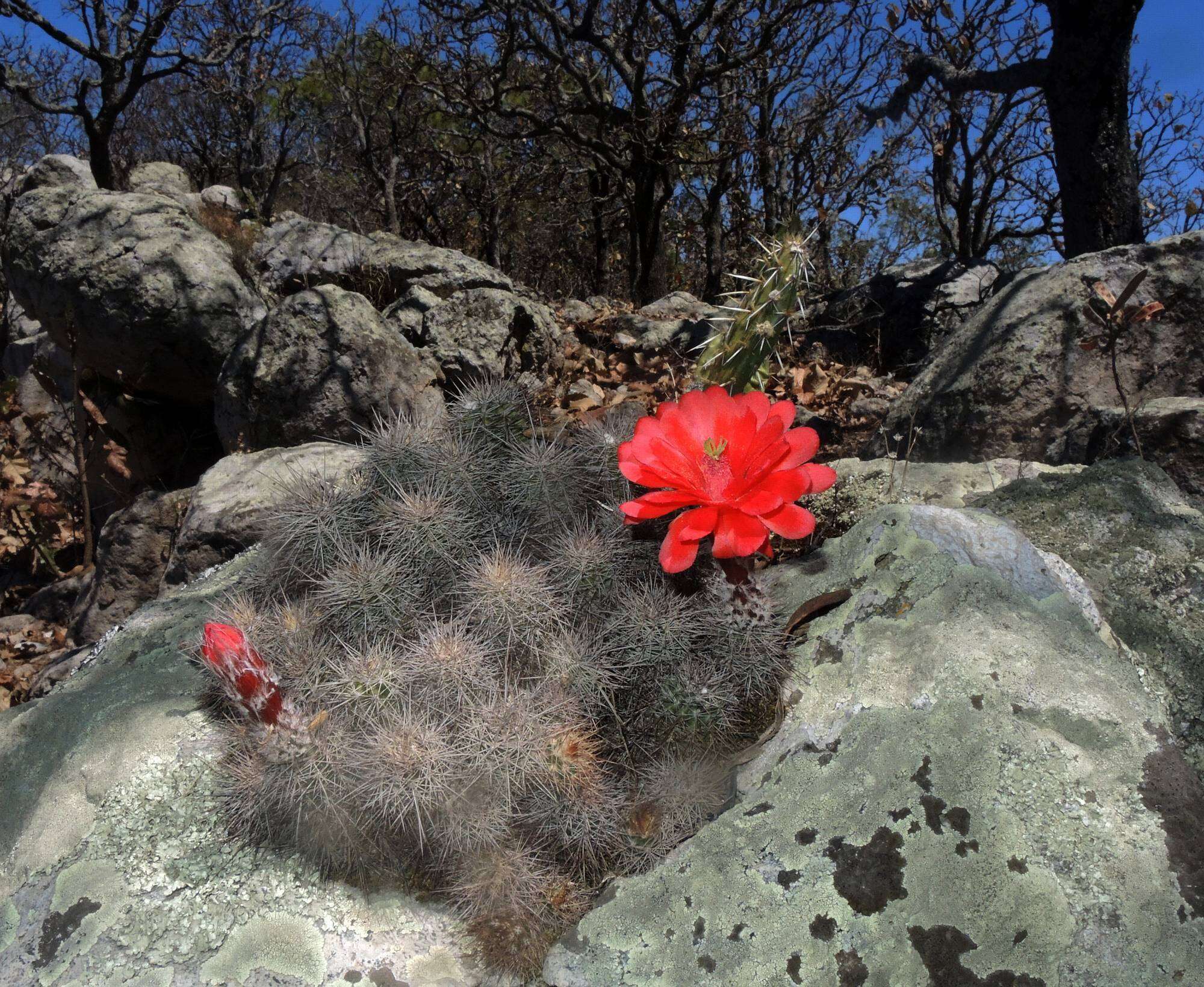 Image de Echinocereus acifer (Otto ex Salm-Dyck) Lem.