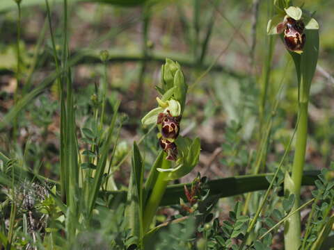 Ophrys umbilicata subsp. umbilicata resmi