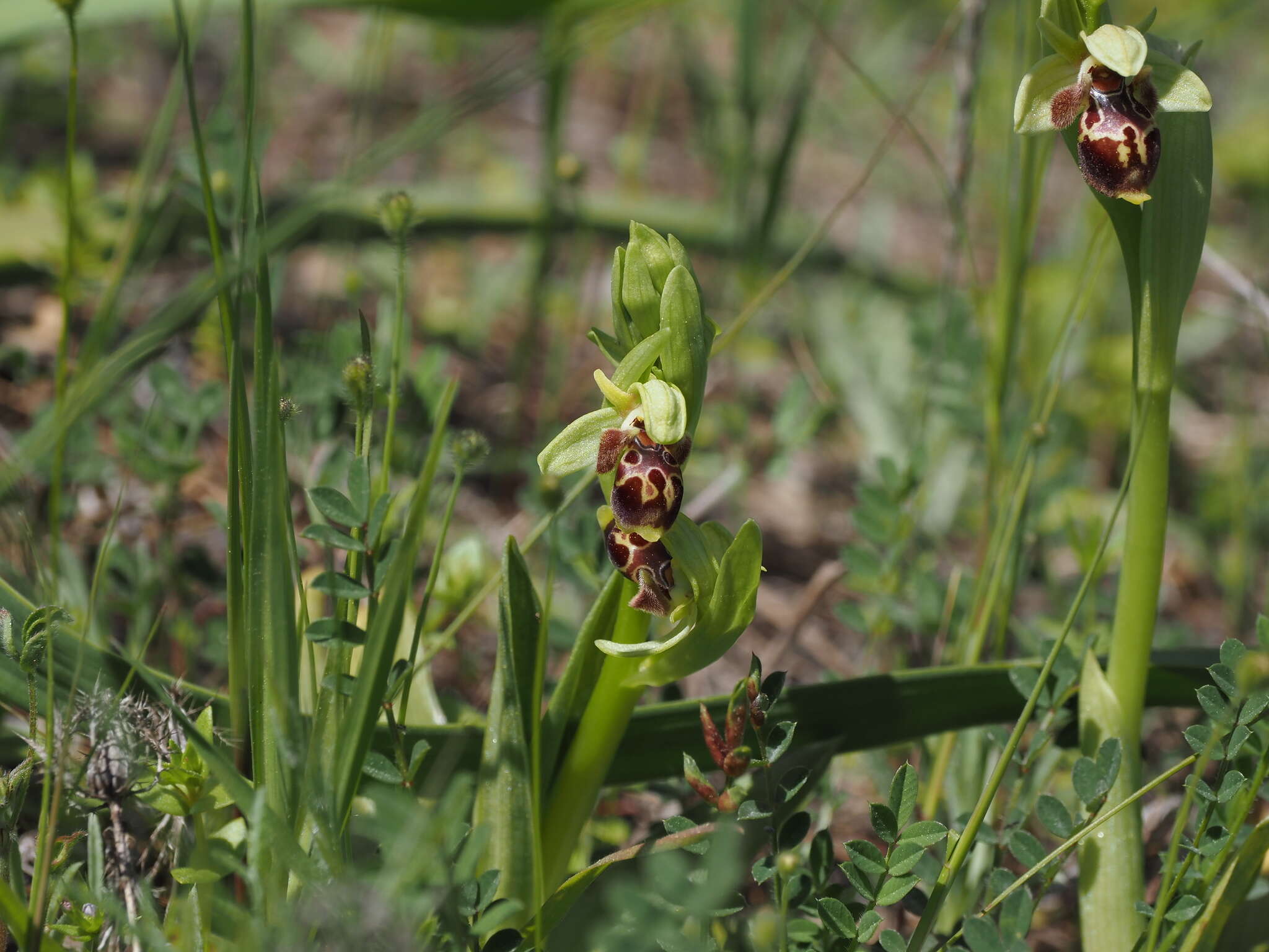 Image of Ophrys umbilicata subsp. umbilicata