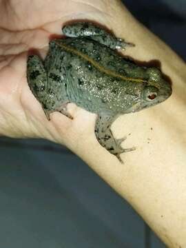 Image of Sumatran Puddle Frog