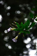 Image of Lysionotus pauciflorus var. pauciflorus