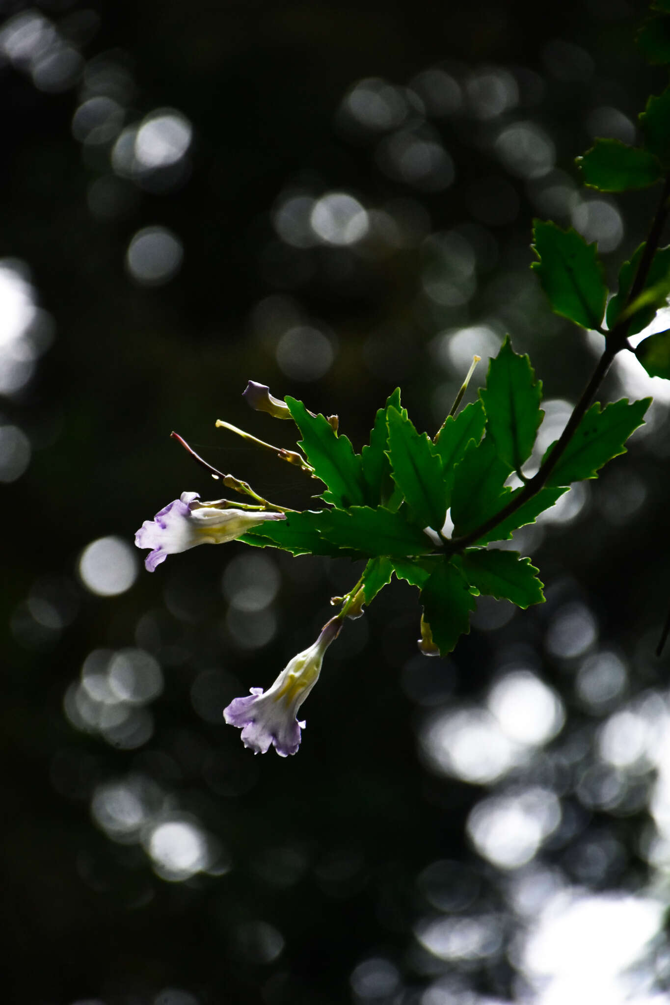 Image of Lysionotus pauciflorus var. pauciflorus