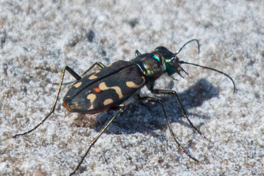 Image of <i>Cicindela <i>haemorrhagica</i></i> haemorrhagica