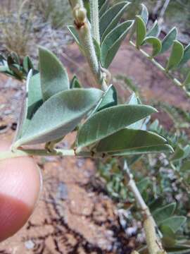 Indigofera mollicoma N. E. Br.的圖片