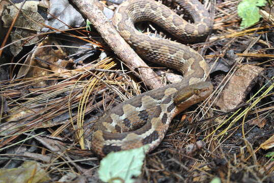 Image of Cerrophidion wilsoni Jadin, Townsend, Castoe & Campbell 2012