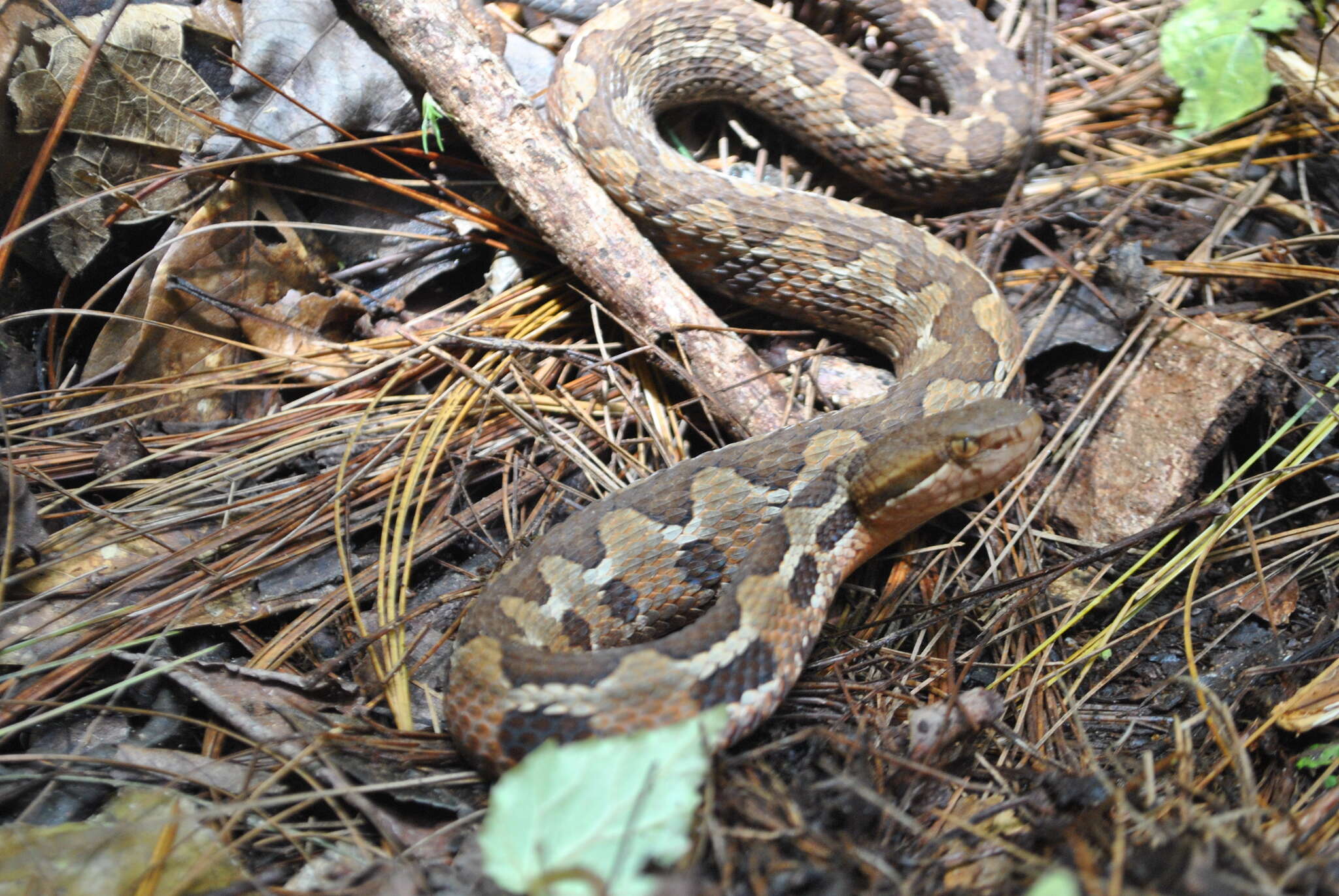 Image of Cerrophidion wilsoni Jadin, Townsend, Castoe & Campbell 2012