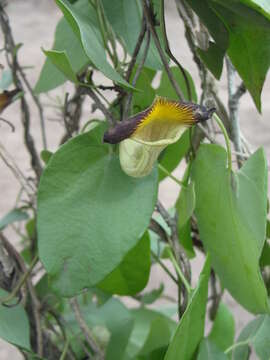 Image of Aristolochia birostris Duch.