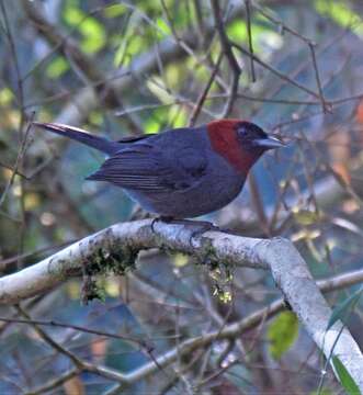 Image of Chestnut-headed Tanager